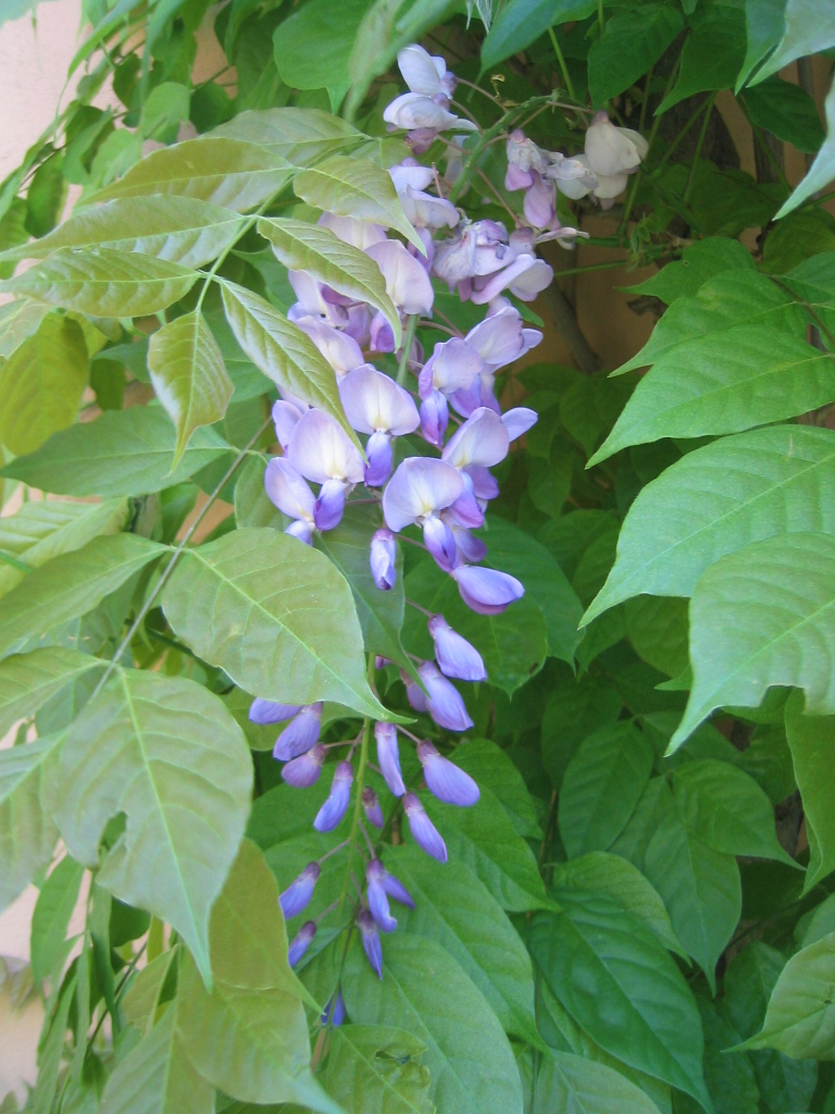 Fiori vari - coltivati e non